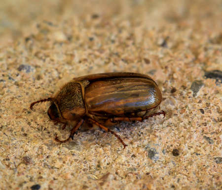 Close-up of a June beetle on a stone. They appear in masses in the month of June.の写真素材