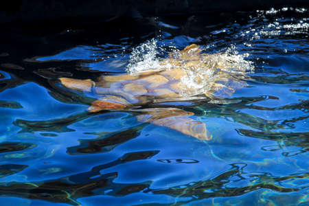 A picture of a protected sea turtle in the water. These turtles need worldwide protection and their...