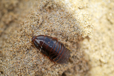 Close up of cockroach-like insect in sand.