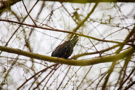 On a tree there is a starling, a songbird.