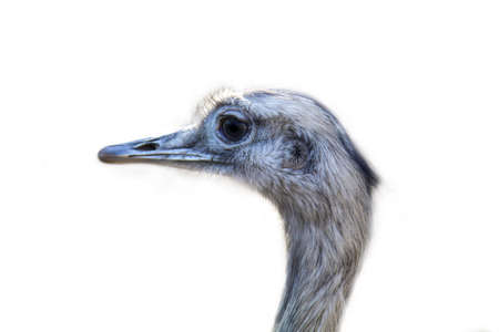 Portrait of a Nandu, a flightless bird.の写真素材