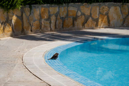 Shot of a sparrow at the pool. Sparrows are cheeky and funny birds.