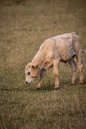 A young cow grazing in a pasture.の写真素材