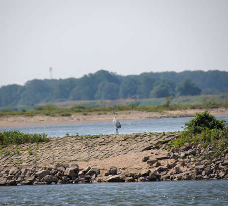 A gray heron stands on the bank of the Elbe River.