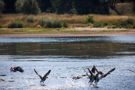 Gray geese on the Elbe. A nature reserve with gray geese.の写真素材