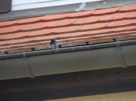 On the gutter of a house, sits a small house redstart.