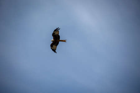 A red kite circles over the Elbe. He belongs to the hawk-like birds.