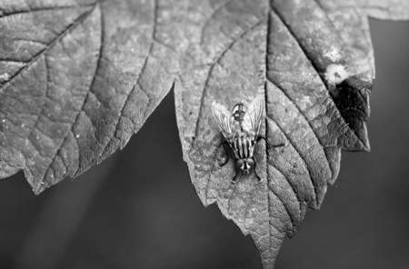 A fly sits on a plant. Close up of a fly.