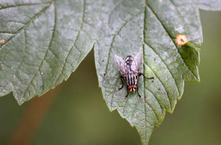 A fly sits on a plant. Close up of a fly.