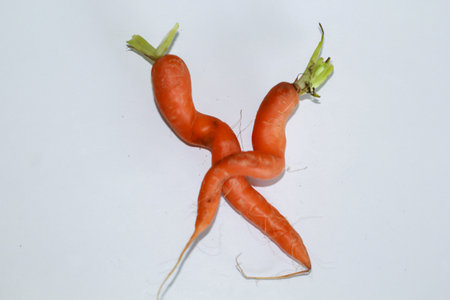 Two specially shaped carrots. Two carrots embraced on white background.の写真素材