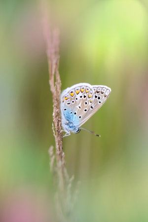 A close-up of a blue butterfly on a grass plant.の写真素材