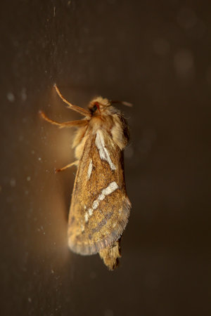 Close up of a small hop rootworm. A moth, butterfly.の写真素材
