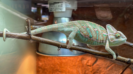 A Chile Camelion in the terarium. Portrait of a camelion.の写真素材