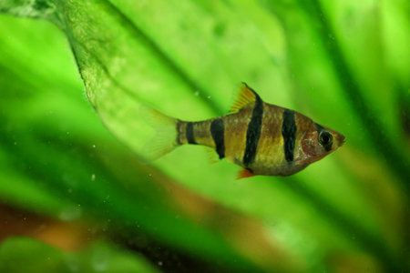 A five belt barb in an aquarium.の写真素材