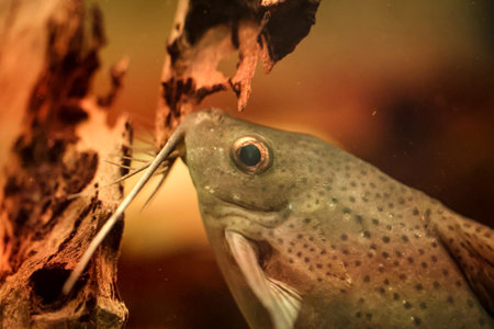 Close up of a catfish in the aquarium.の写真素材