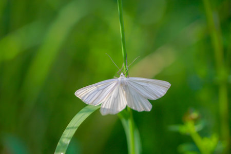 A shy siona lineata, hard hay moth on a blade of grass.の写真素材
