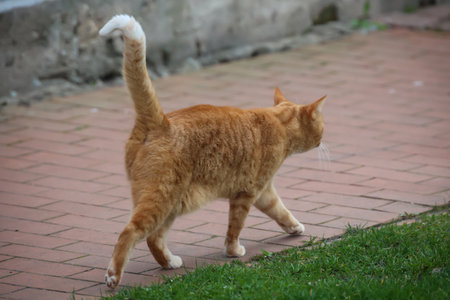 Portrait of a free village cat. A stroming cat.の写真素材