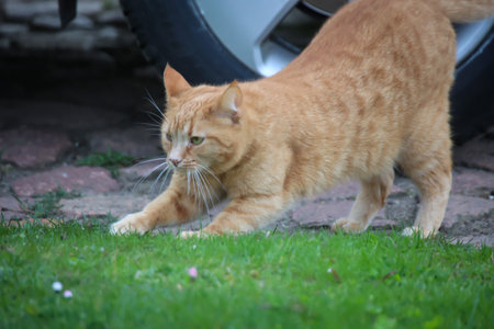 Portrait of a free village cat. A stroming cat.の写真素材