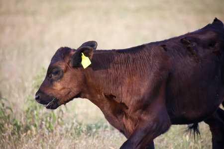 Calves and cows in a pasture, a paddock.の写真素材