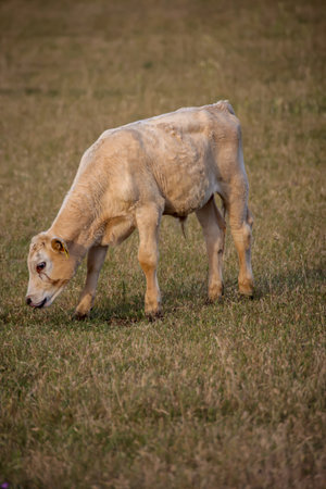 Calves and cows in a pasture, a paddock.の写真素材
