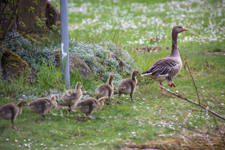 A family of gray geese at a village pond.の写真素材