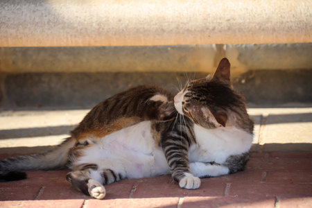 Portrait of a free village cat. A stroming cat.の写真素材