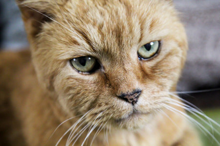Portrait of a free village cat. A stroming cat.の写真素材