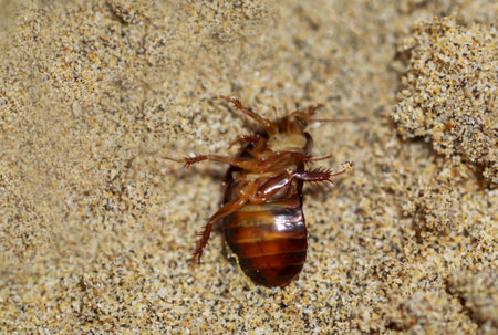 Close up of cockroach-like insect in sand.
