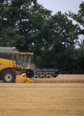 A yellow combine harvested a field of grain at the end of summer.の写真素材