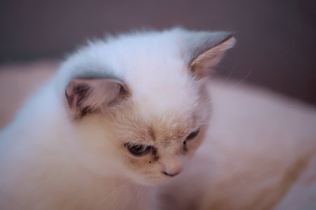 Portrait of a domestic cat, a cat which is kept as a pet.の写真素材