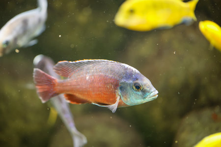 Portrait of a colorful Malawi cichlid in the aquarium.の写真素材