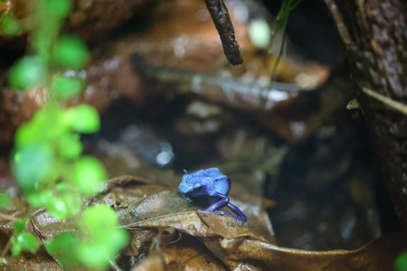 A poison arrow frog in a very humid climate controlled terrarium.の写真素材