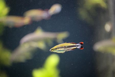 An ornamental fish with reddish tail fins in the aquarium.の写真素材