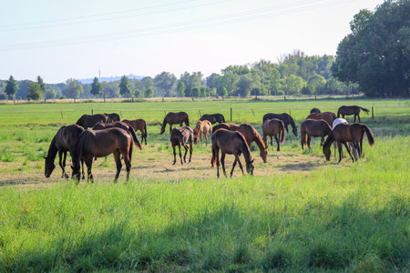 Horses in a pasture of a paddock grazing, romping.の写真素材