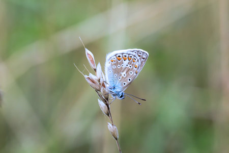 A blue butterfly on a grass plant. There are many species of blue butterflies.の写真素材