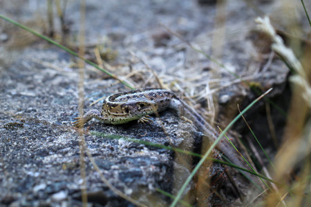 Close-up of a fence lizard sunbathing on a stone.の写真素材