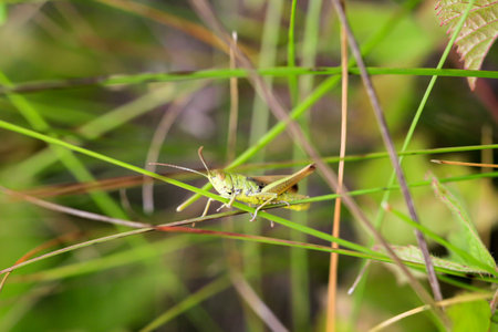 A common grasshopper (Pseudochorthippus parallelus) on a grass branch.の写真素材