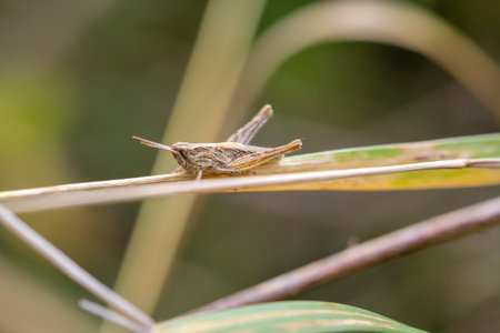 Portrait, a close-up of a grasshopper on a meadow.の写真素材