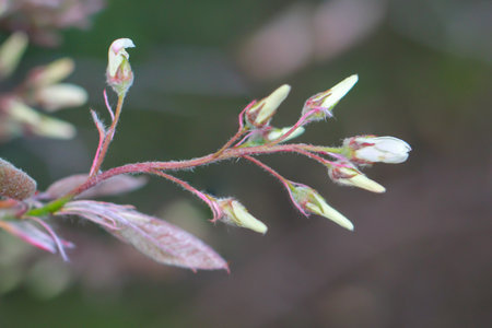 A close-up of a shoot of a tree in spring.の写真素材
