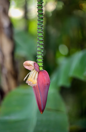 Details of a dwarf banana (Musa acuminata), flowers and fruit set.の写真素材