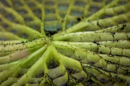 The leaves of the giant water lily (Victoria cruziana) in a pool that has just been drained.の写真素材