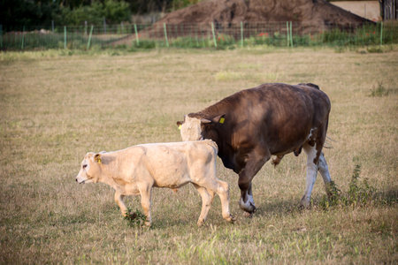 A cow, a calf in a pasture, a meadow.の写真素材