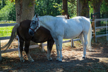 Two horses inside a fence. One white and one dark horse.の写真素材