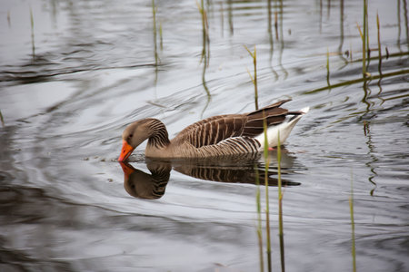 A gray goose at a pond in a village.の写真素材