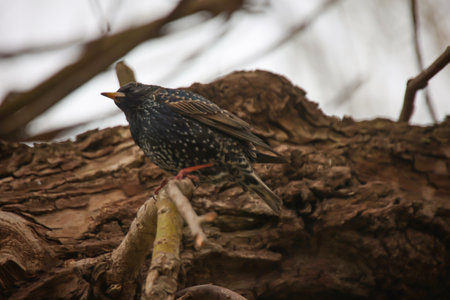 A starling sits on a branch near the nesting hole and guards the entrance.の写真素材