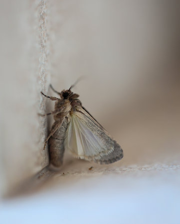A butterfly, native to Fuertefentura on a wall.の写真素材
