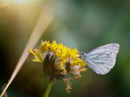 A green veined whiting, Pieris napi on a dandelion.の写真素材