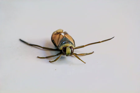 Close-up of a common backswimmer, a water bug, Notonecta glauca.の写真素材