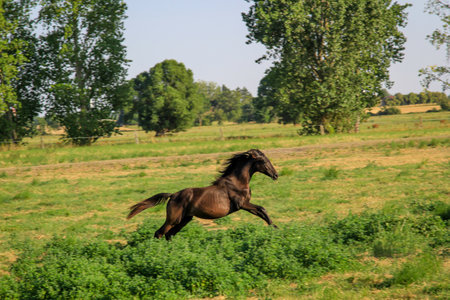 A horse, a herd of horses grazing in a paddock.の写真素材