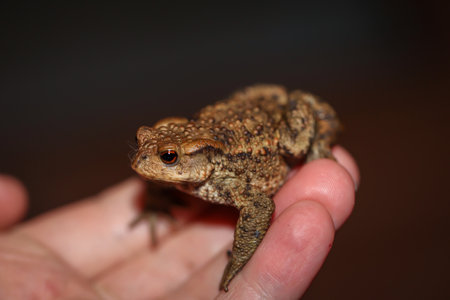 Portrait, close-up of a common toad, Bufo bufo sitting on a hand.